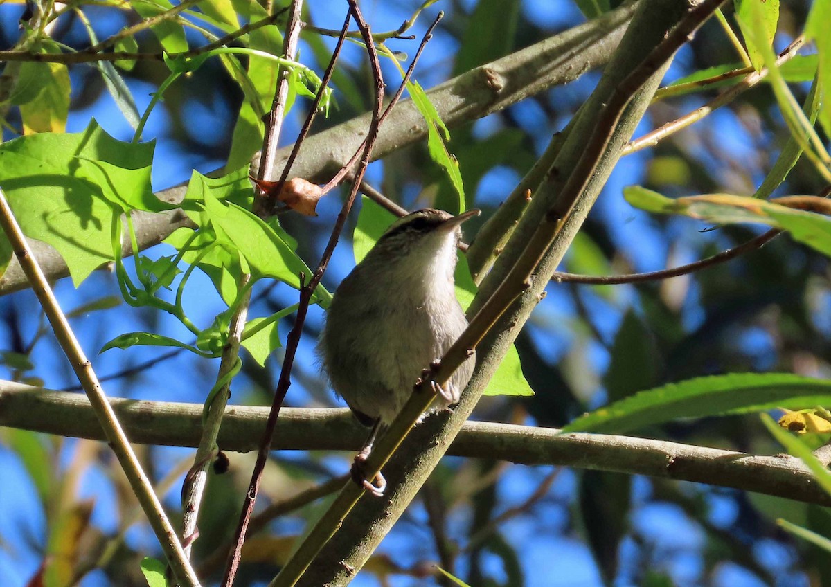 Bewick's Wren - ML609608897