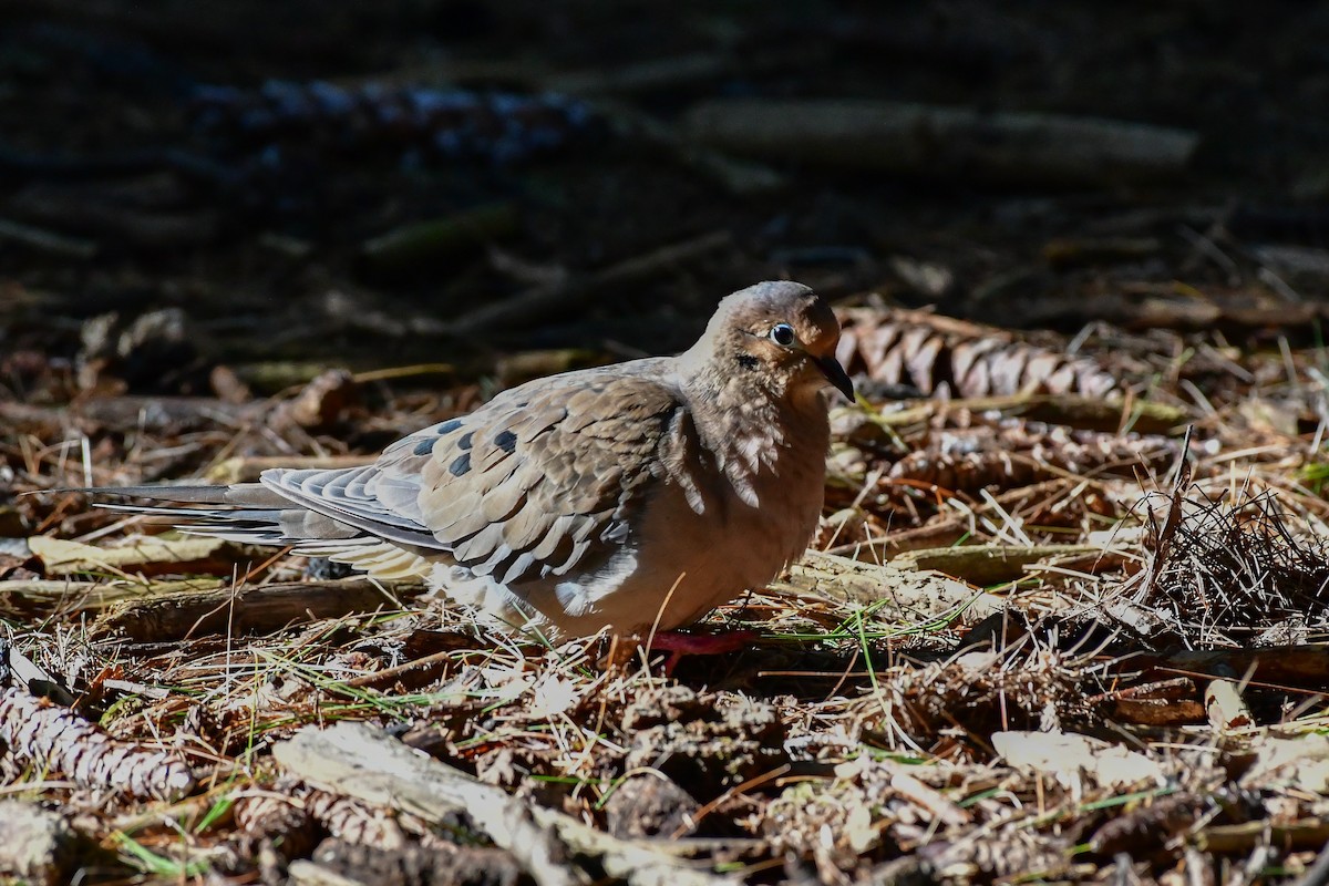 Mourning Dove - ML609608932
