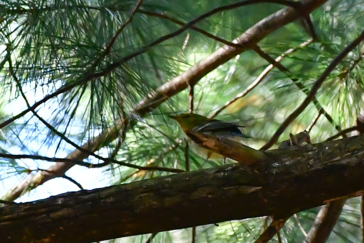 Pine Warbler - ML609608939