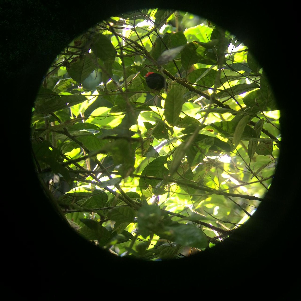 Red-capped Manakin - ML609609030