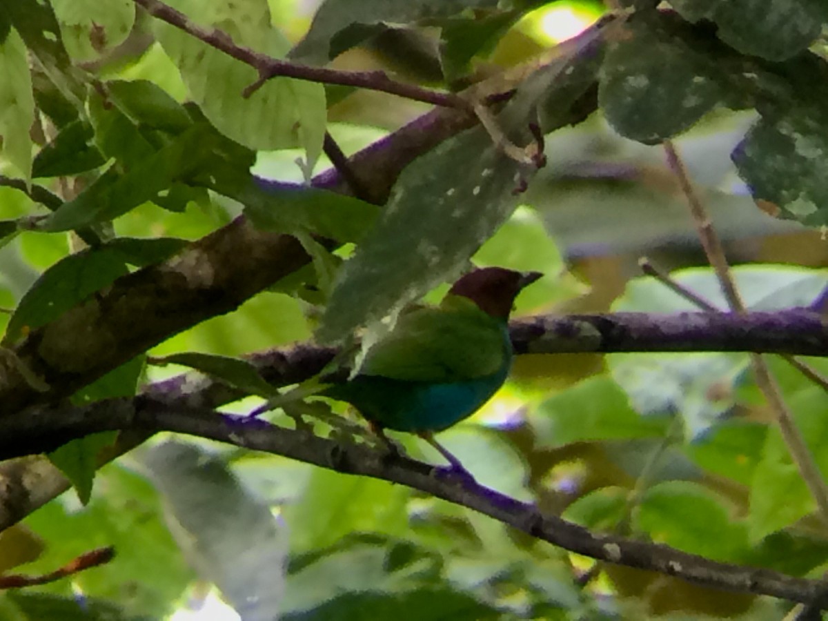 Bay-headed Tanager - ML609609103