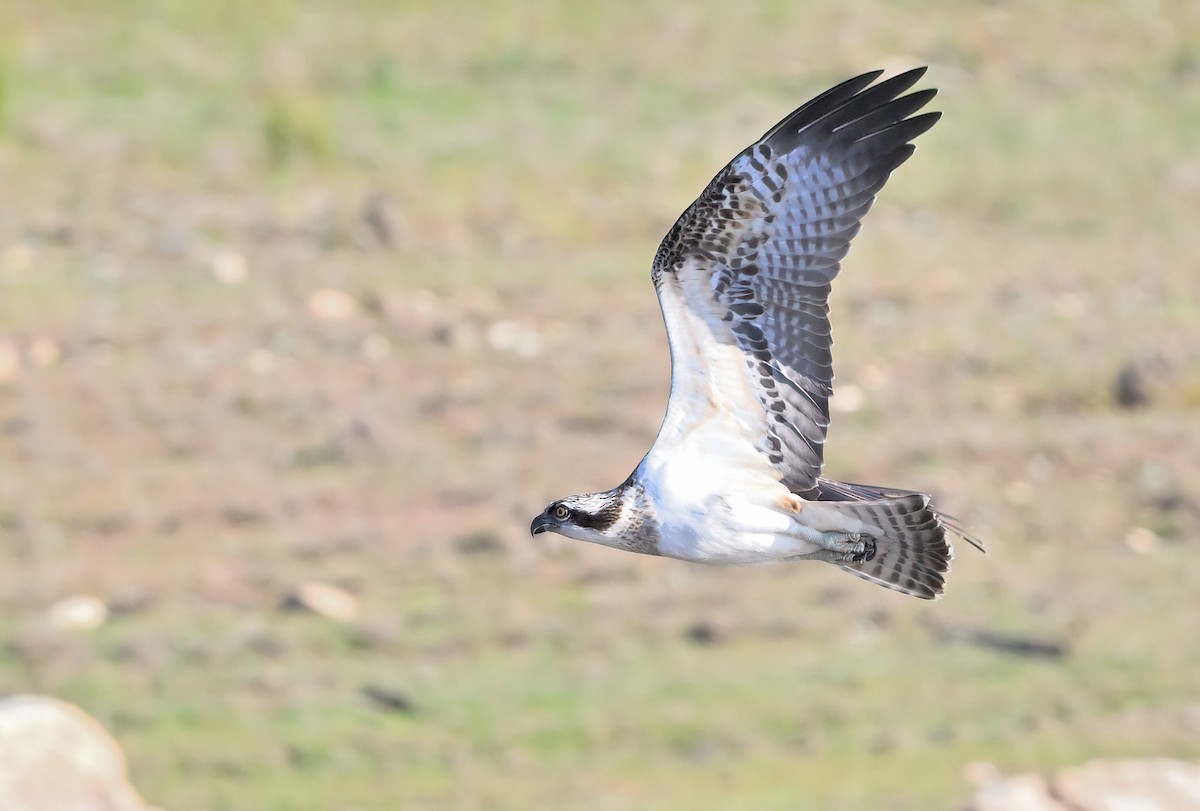 Osprey - Manuel Segura Herrero