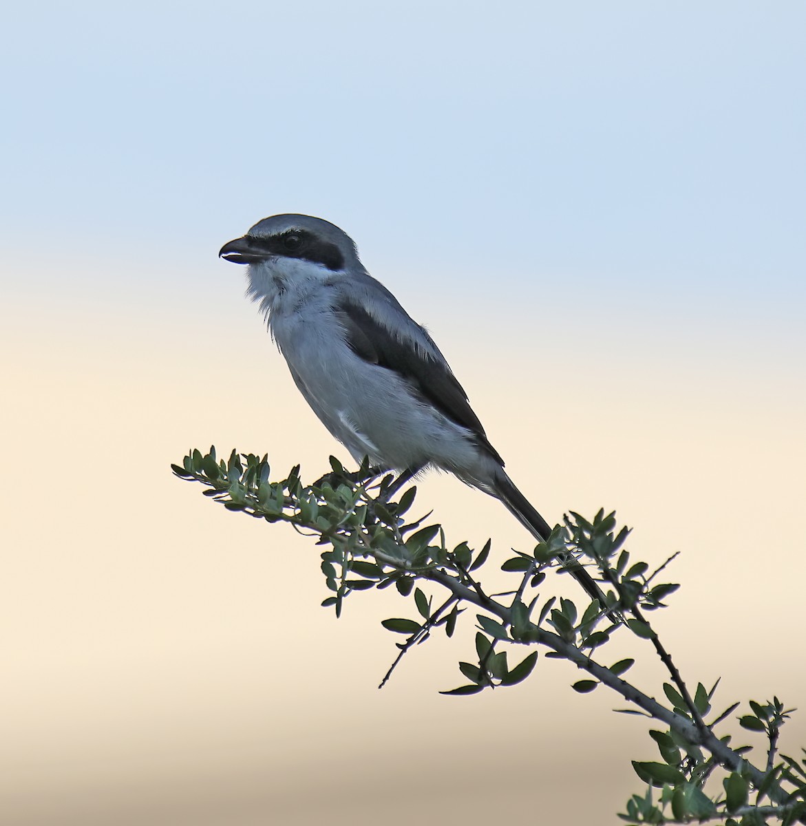 Loggerhead Shrike - ML609609179
