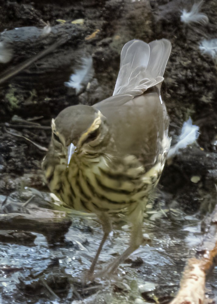 Northern Waterthrush - ML609609190