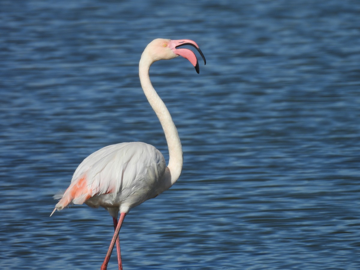 Greater Flamingo - ML609609192