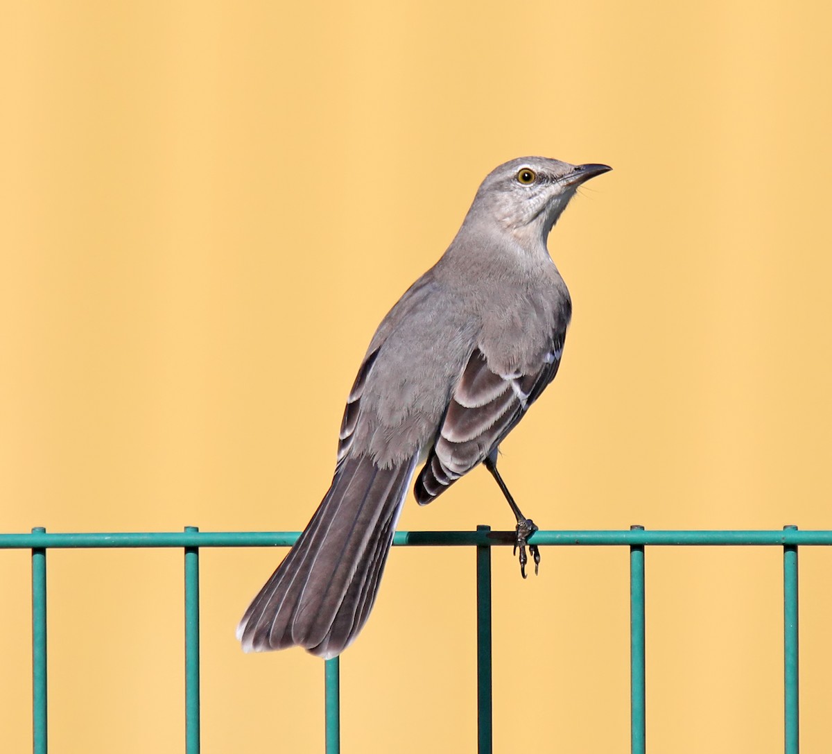 Northern Mockingbird - ML609609343