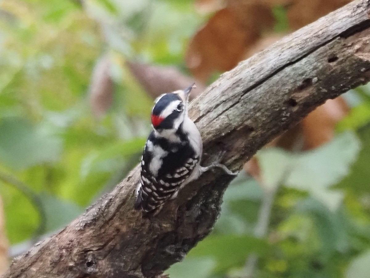 Downy Woodpecker - Bob Maddox