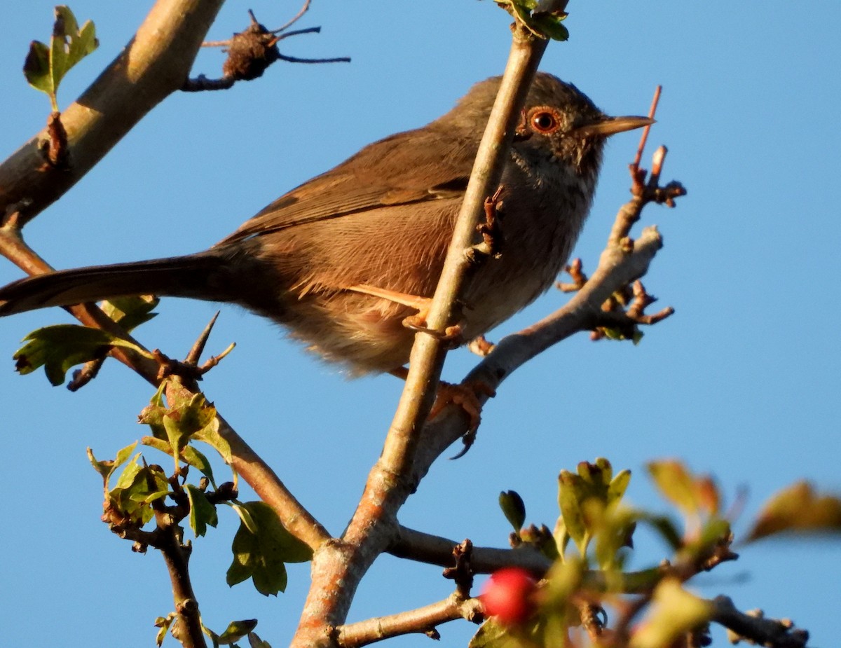 Dartford Warbler - ML609609392