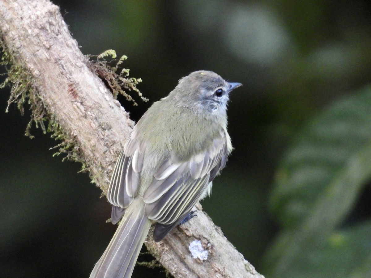 Greenish Elaenia (Greenish) - ML609609468