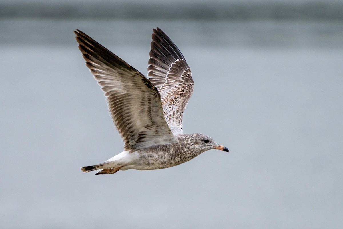 Ring-billed Gull - ML609609488