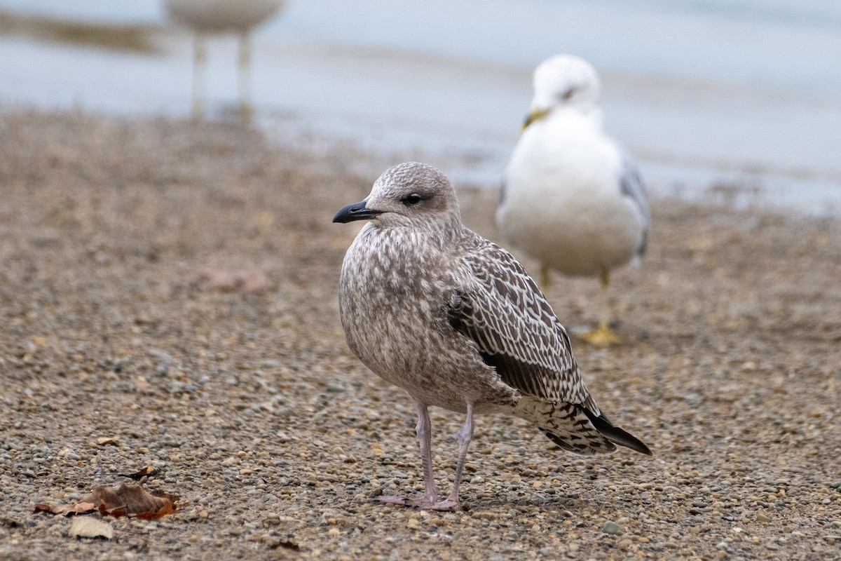 Gaviota Sombría - ML609609496