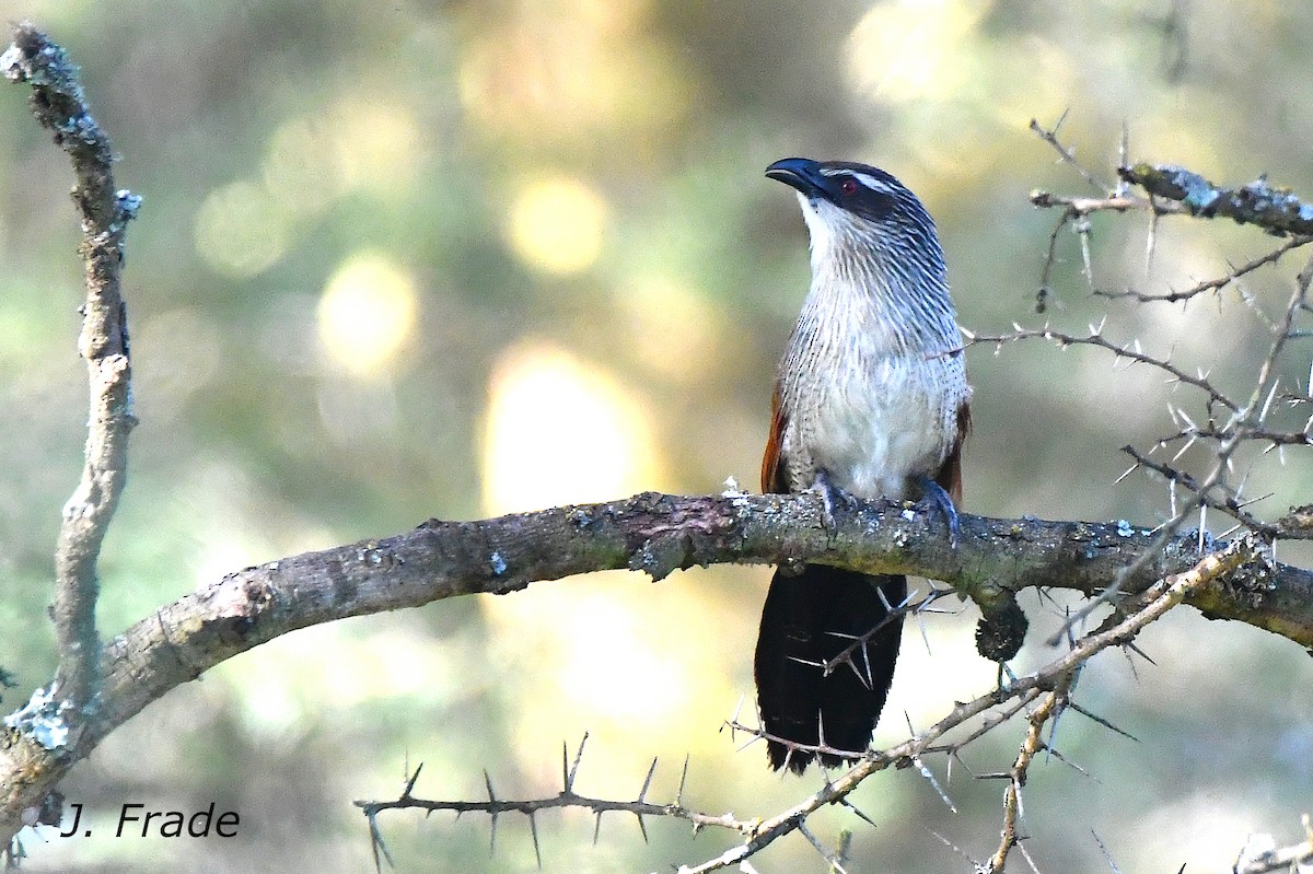 White-browed Coucal - ML609609618