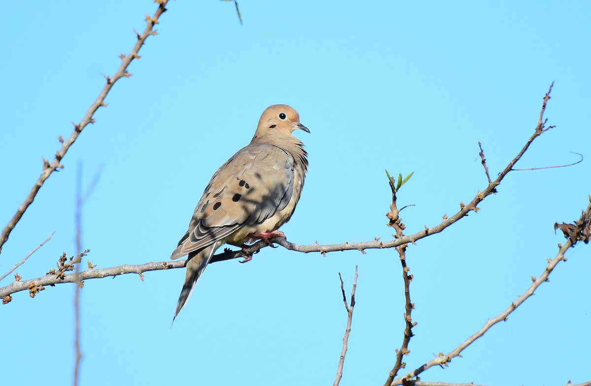 Mourning Dove - ML609609643