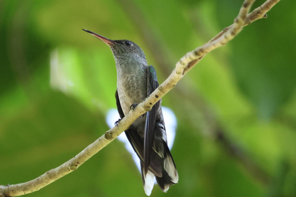 kolibřík skvrnitoprsý - ML609609709