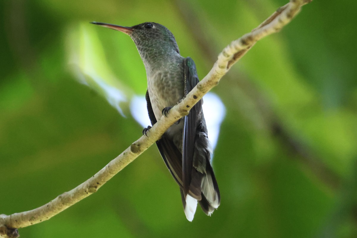 kolibřík skvrnitoprsý - ML609609713