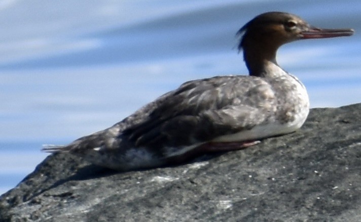 Red-breasted Merganser - ML609609759