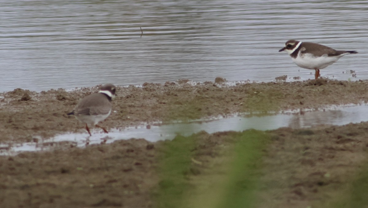 Common Ringed Plover - ML609609800