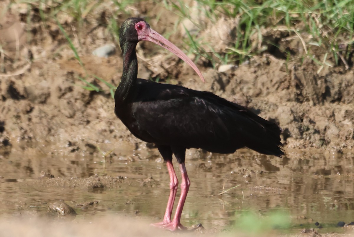 Bare-faced Ibis - ML609609857