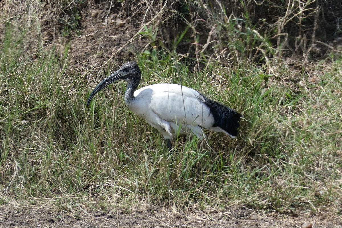 African Sacred Ibis - ML609609872