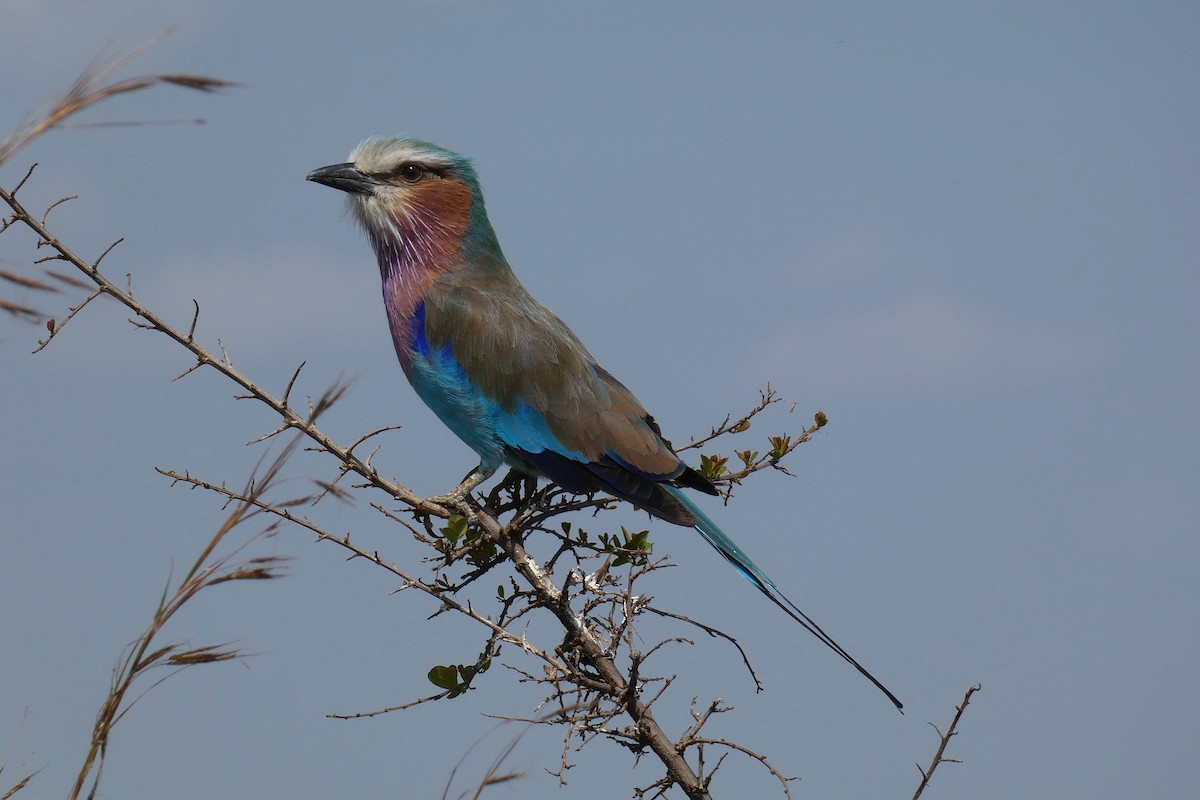 Lilac-breasted Roller - ML609609883