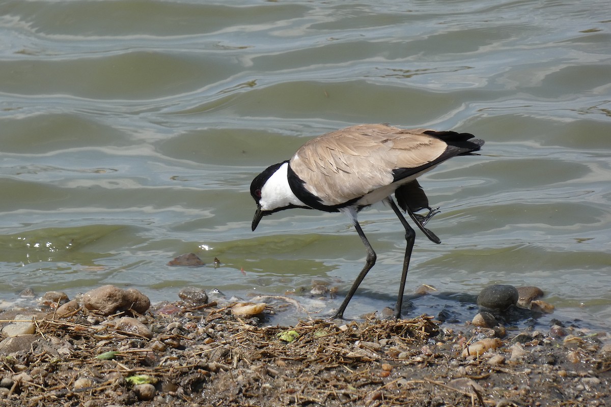 Spur-winged Lapwing - ML609609936