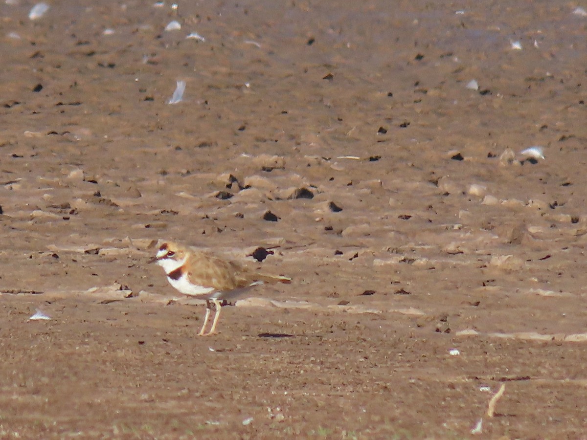 Collared Plover - ML609609975