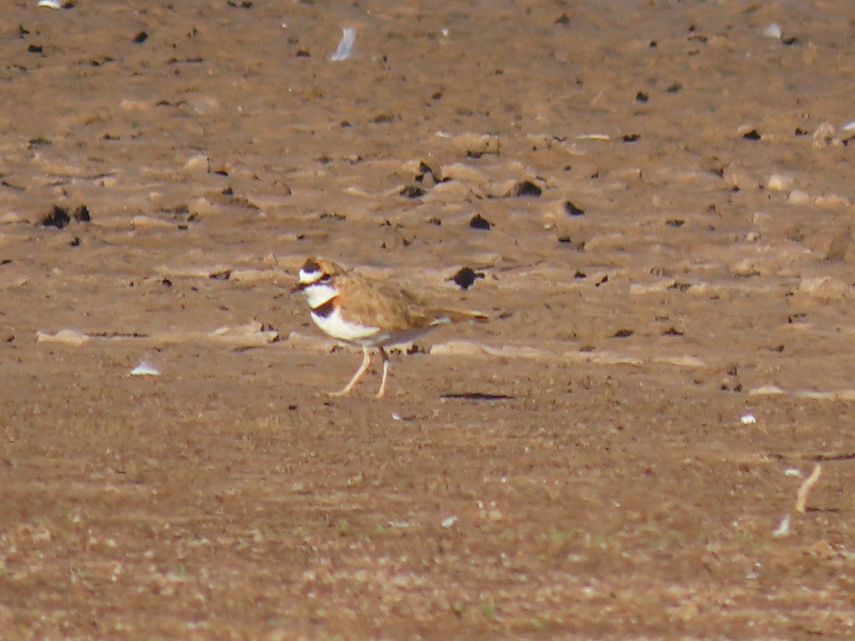 Collared Plover - ML609609976