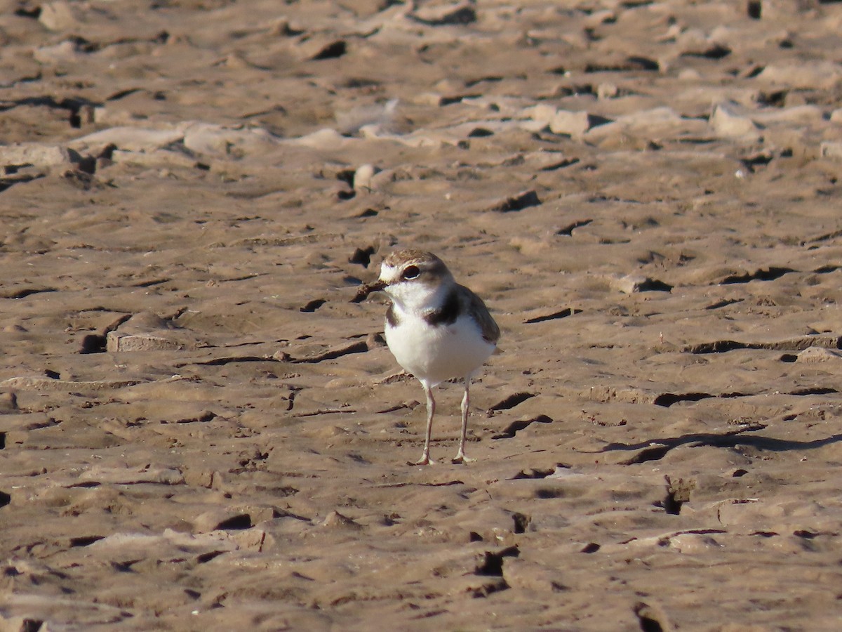 Collared Plover - ML609609978