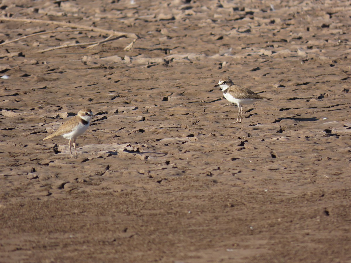 Collared Plover - ML609609980
