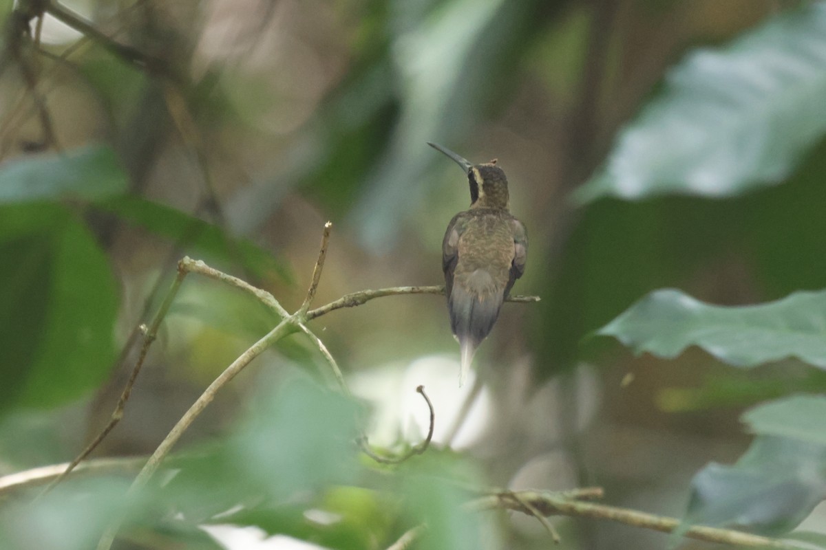 Pale-bellied Hermit - ML609610040