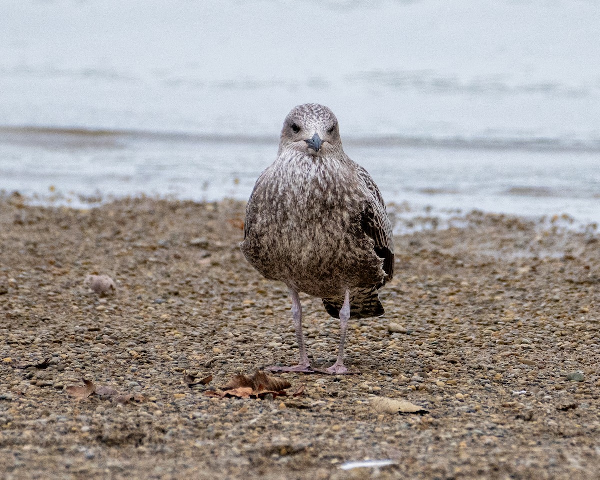 Gaviota Sombría - ML609610381