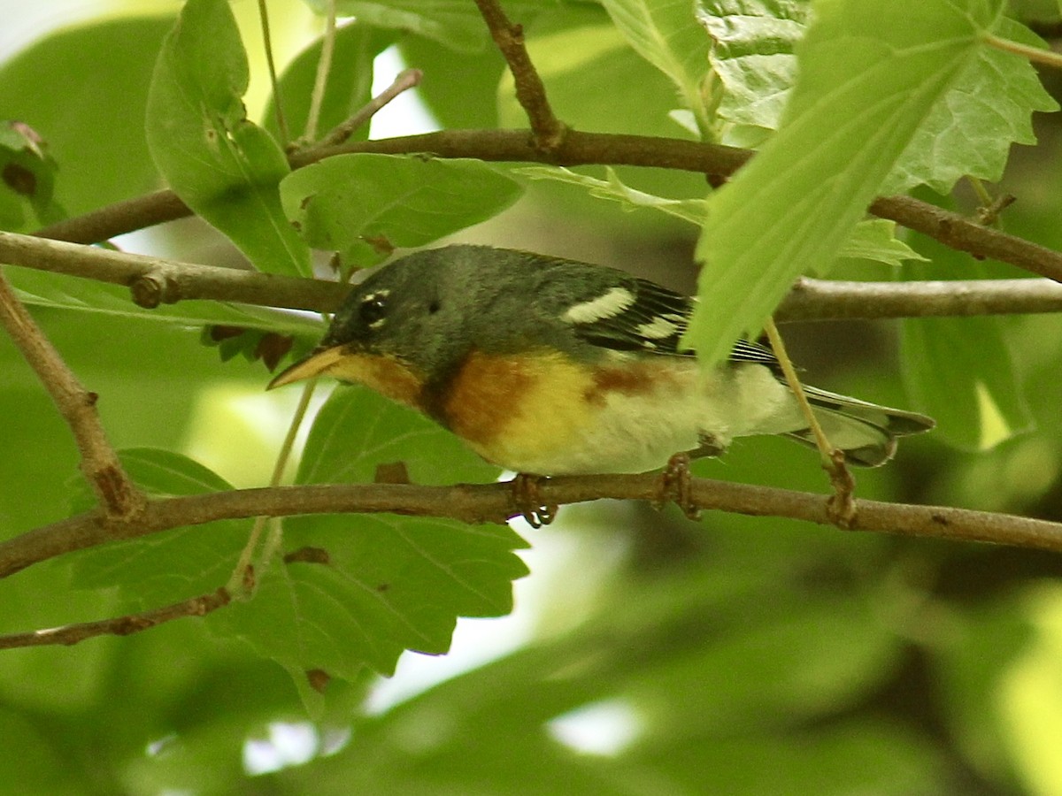 Northern Parula - ML609610385
