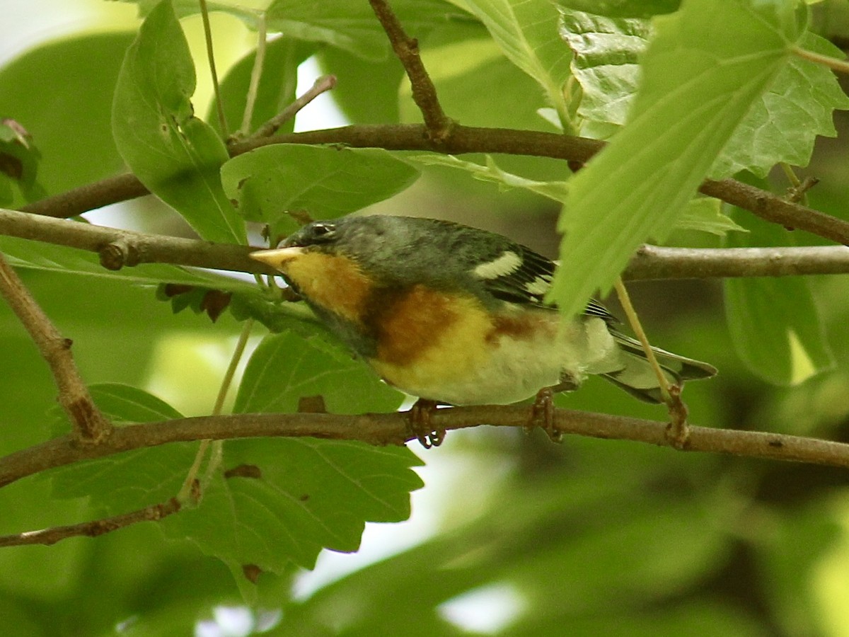 Northern Parula - ML609610386