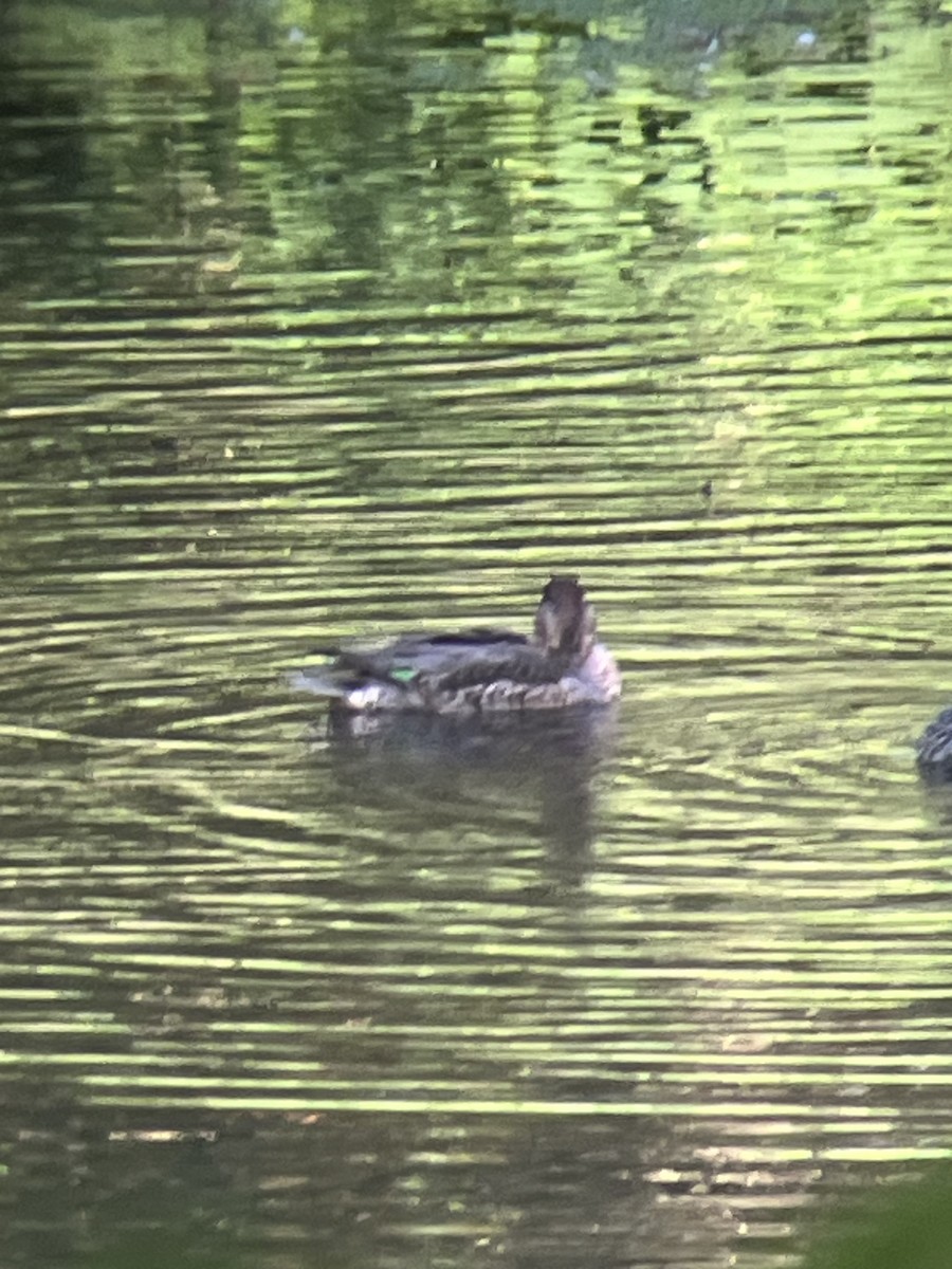 Green-winged Teal - Gary Denton