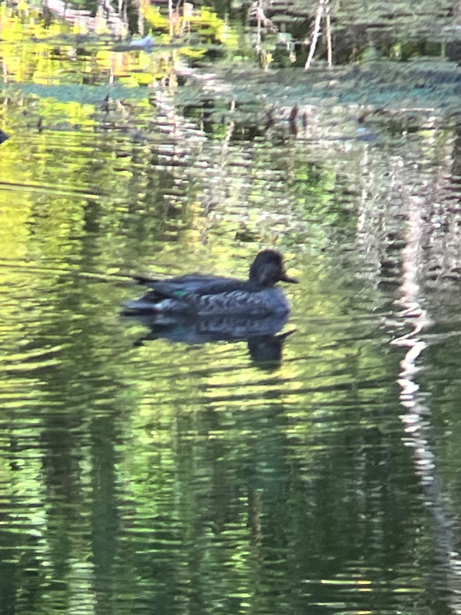 Green-winged Teal - ML609610528