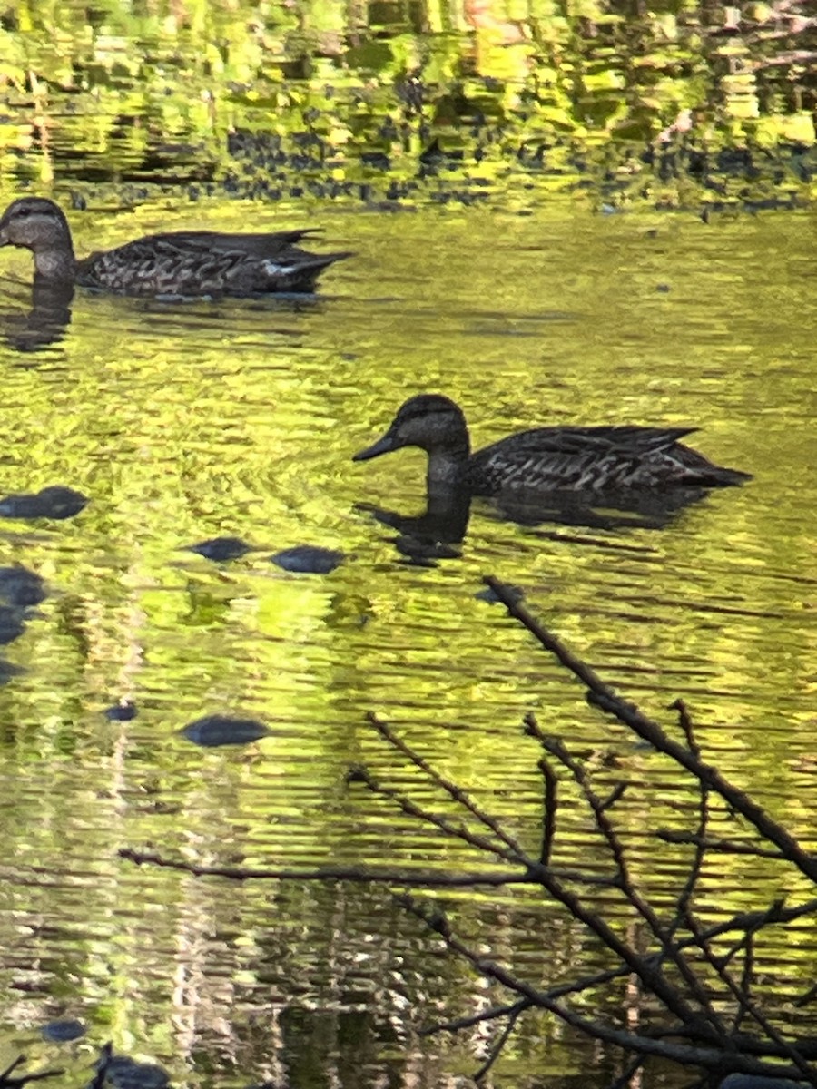 Green-winged Teal - Gary Denton