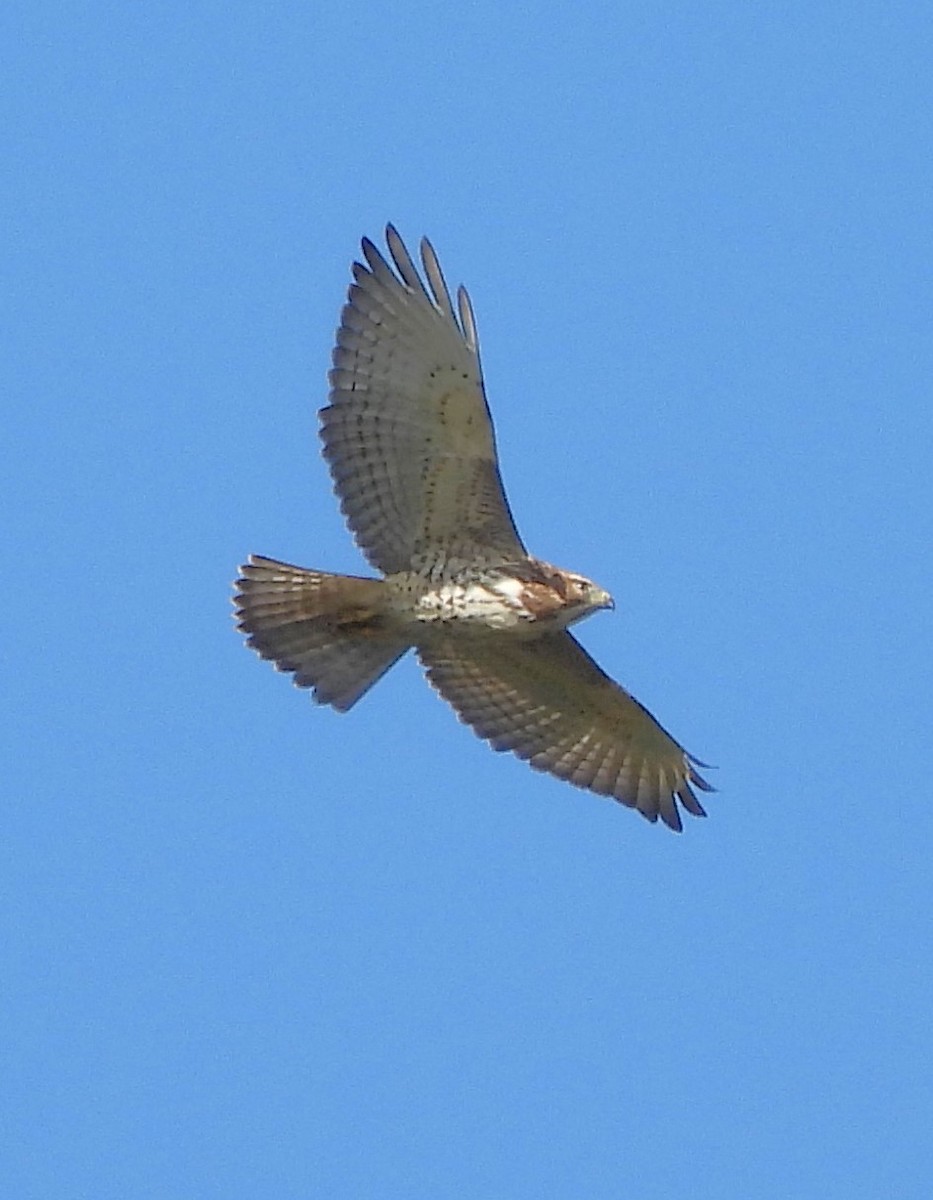 Broad-winged Hawk - ML609610557