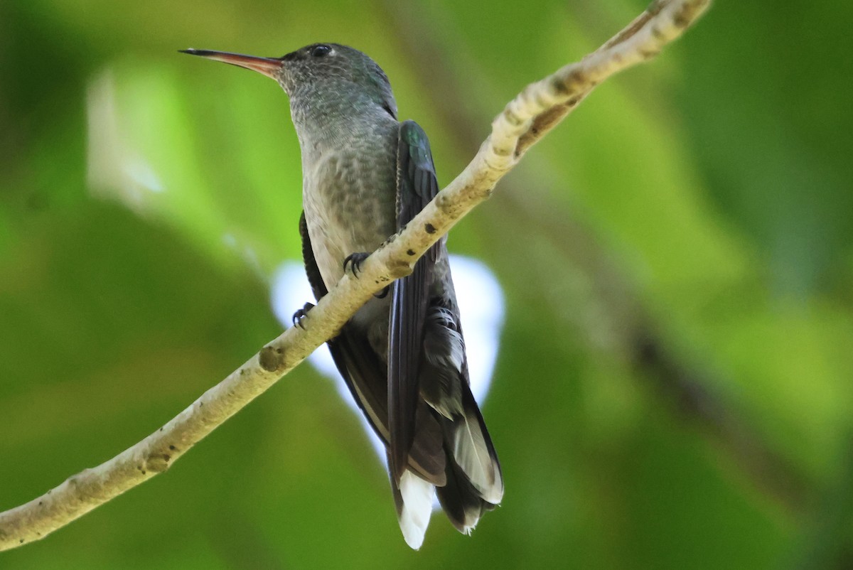 kolibřík skvrnitoprsý - ML609610620