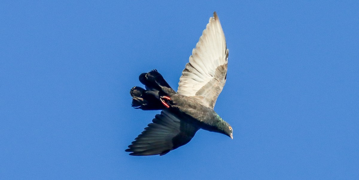Rock Pigeon (Feral Pigeon) - robert bowker