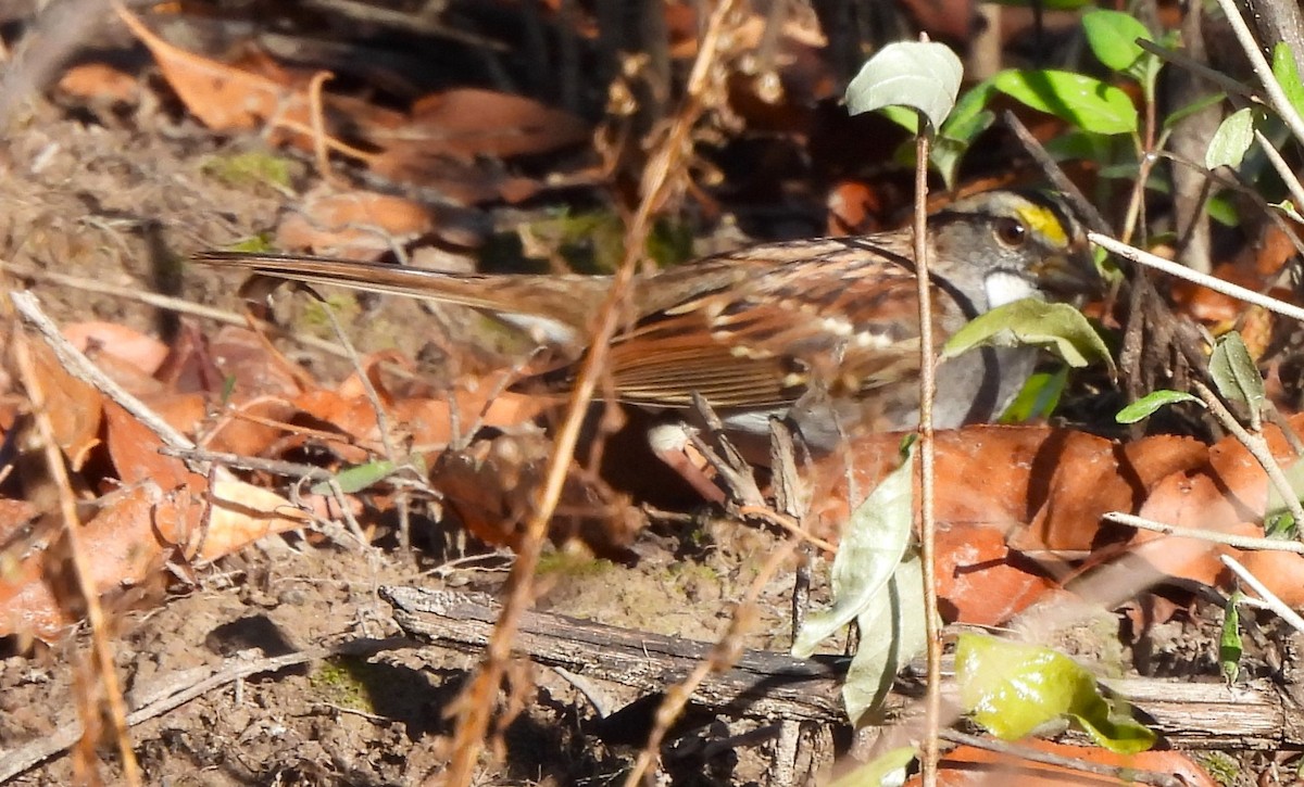 White-throated Sparrow - ML609610646