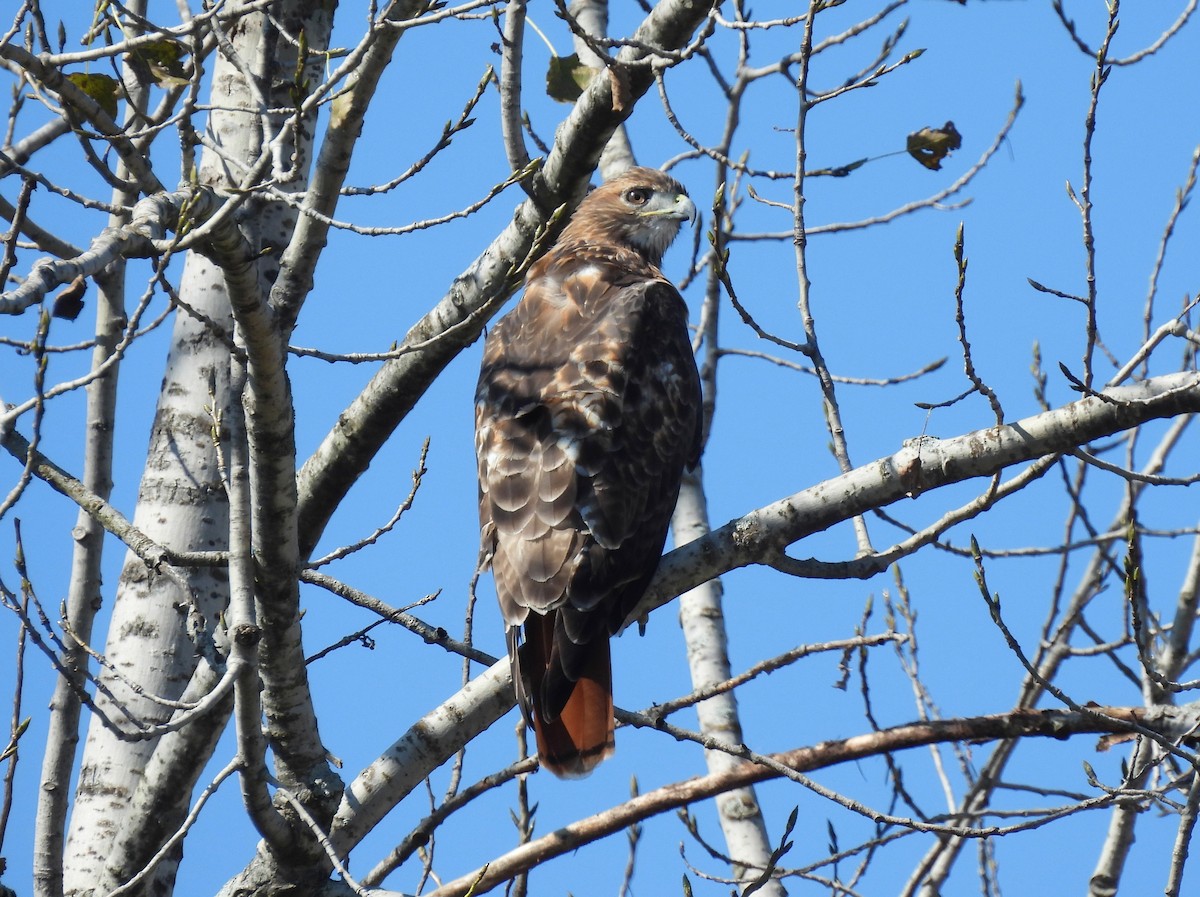 Red-tailed Hawk - ML609610687