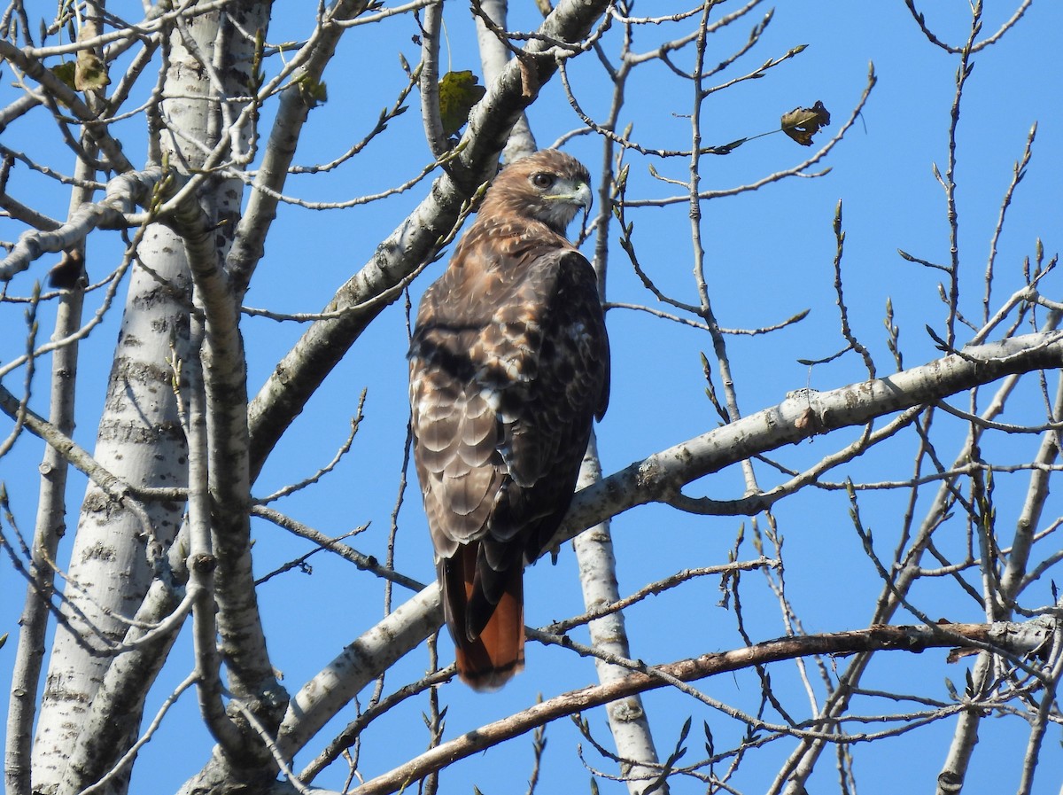 Red-tailed Hawk - ML609610689
