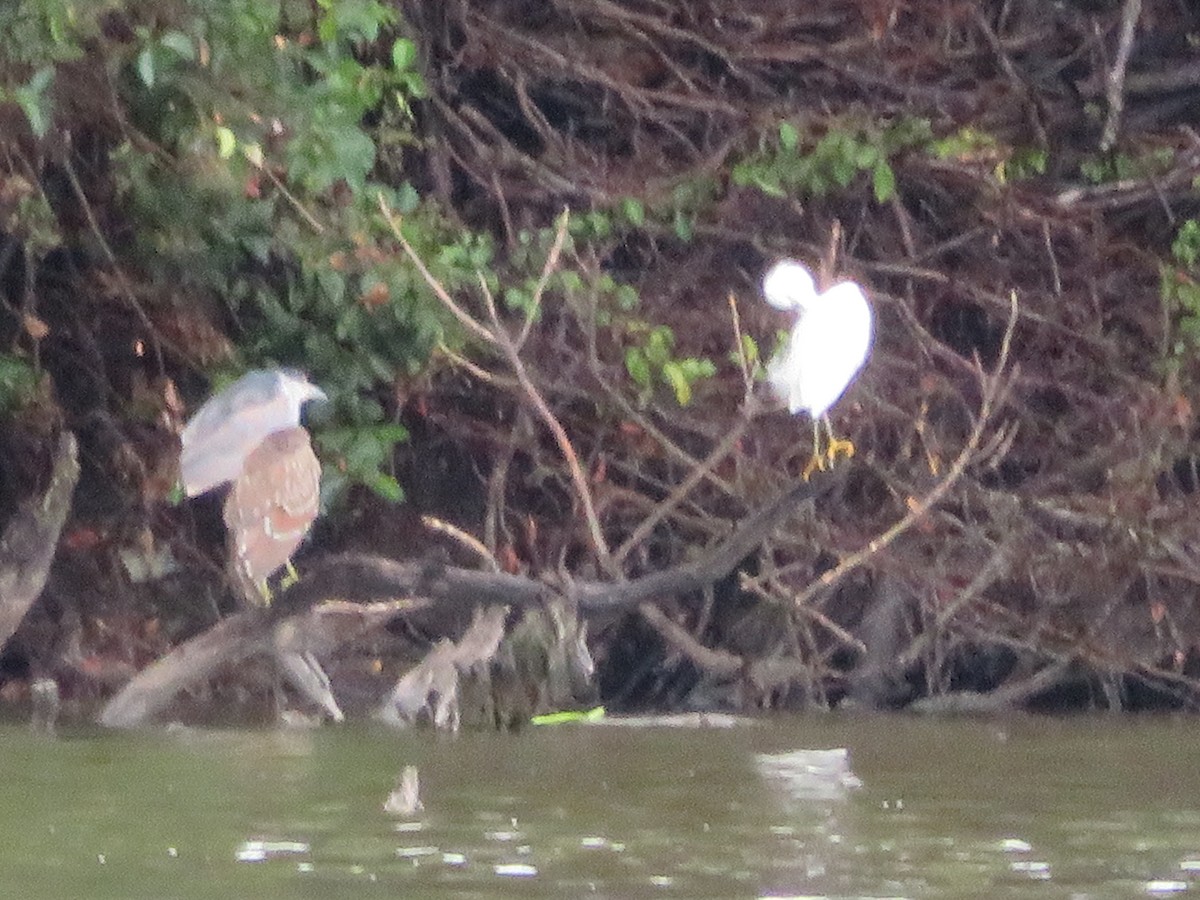 Snowy Egret - ML609610709