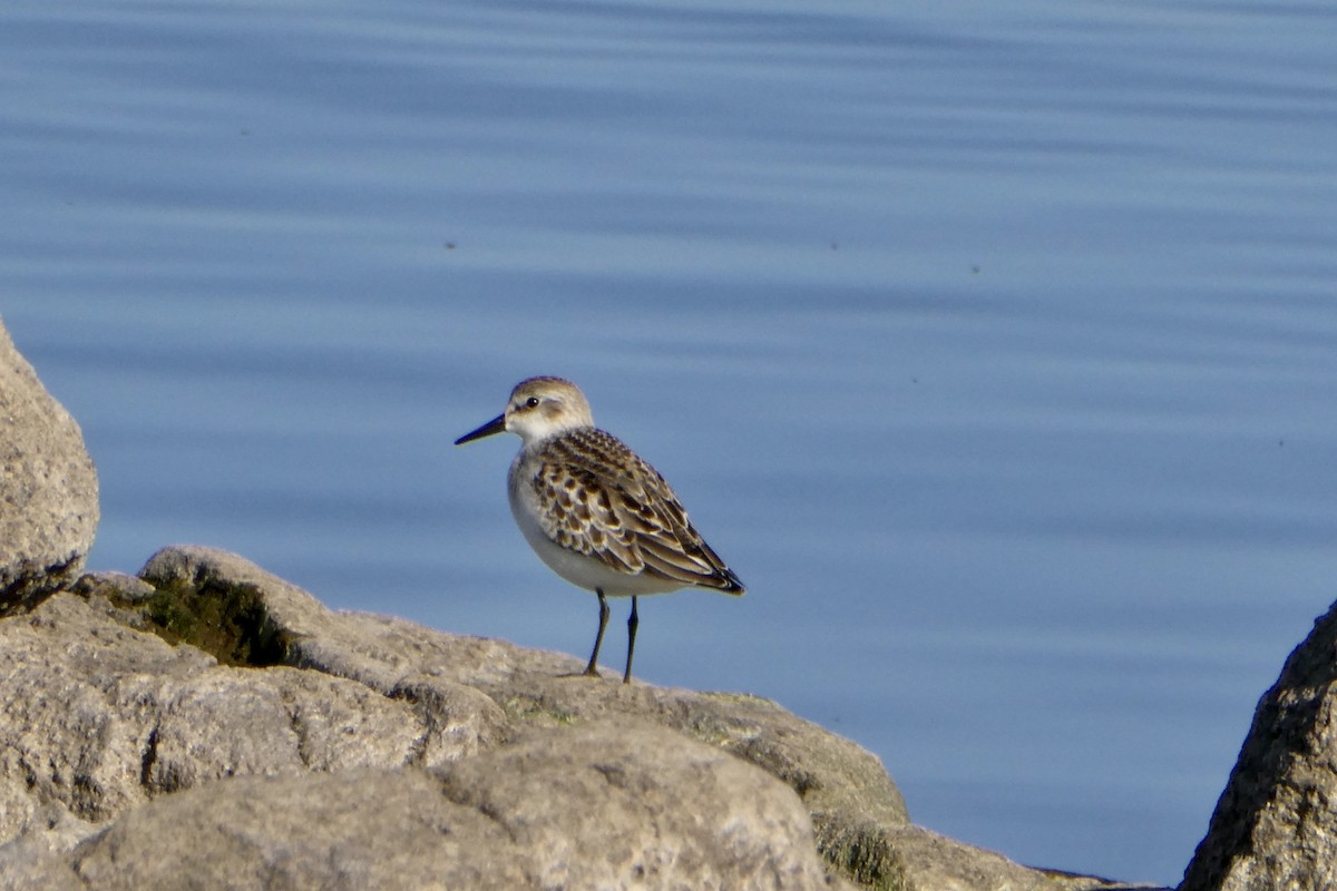 Semipalmated Sandpiper - ML609610740