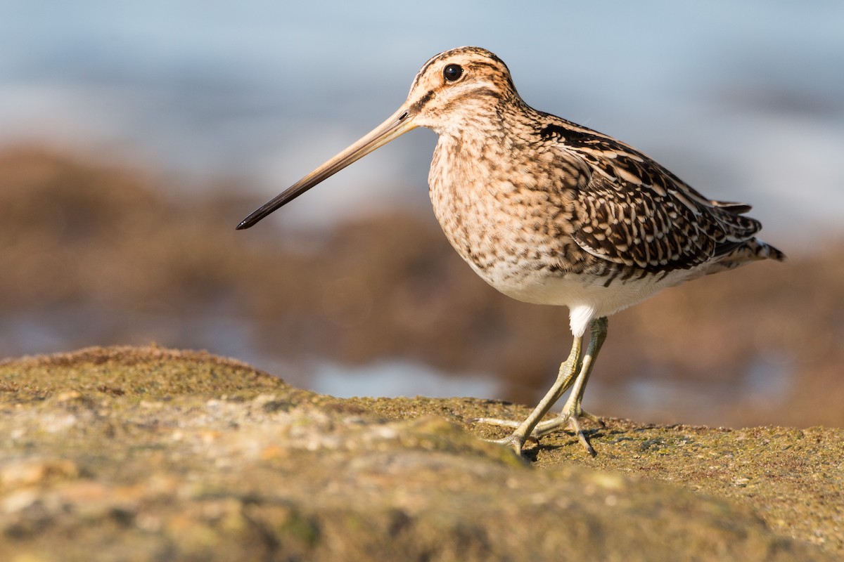 Common Snipe - ML609610807