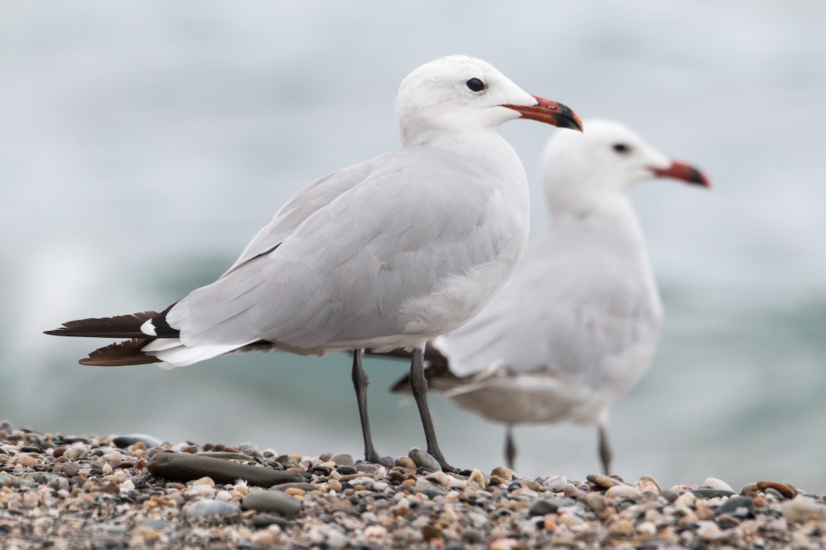 Audouin's Gull - ML609610826