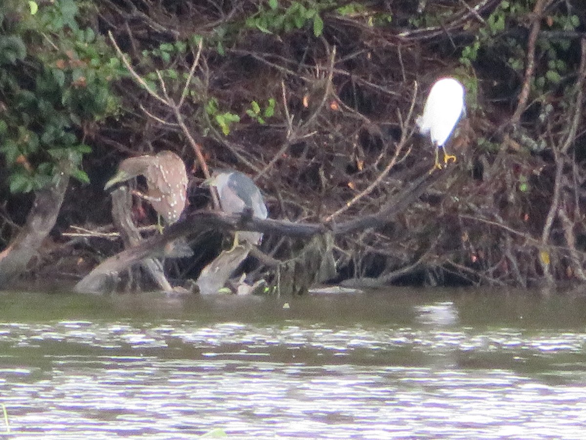 Snowy Egret - ML609610829