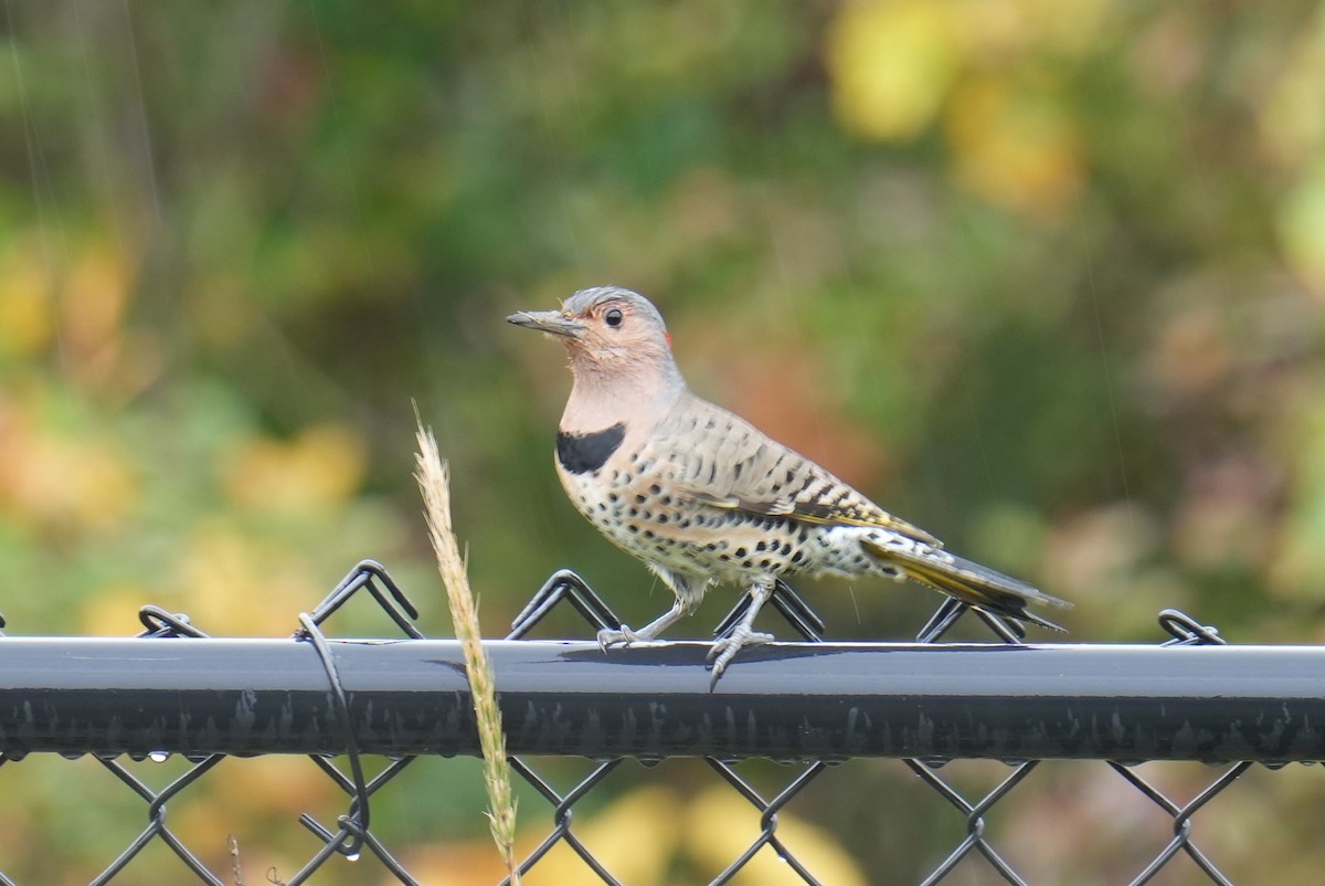 Northern Flicker - ML609610930