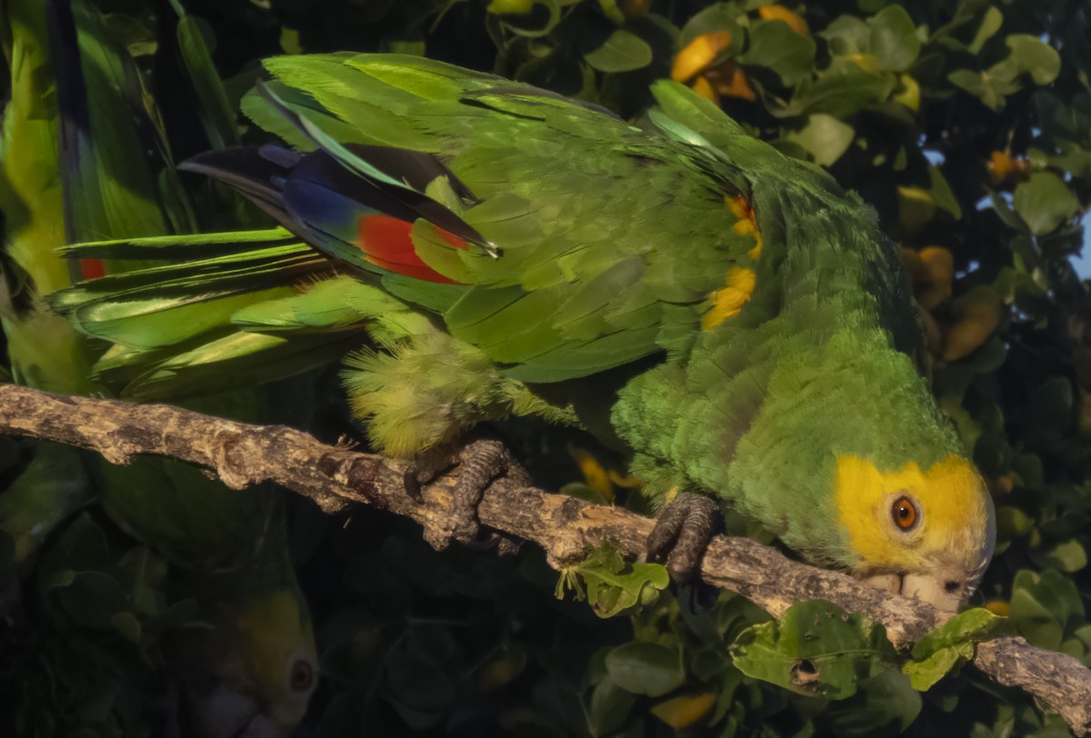 Yellow-shouldered Parrot - Susan Davis