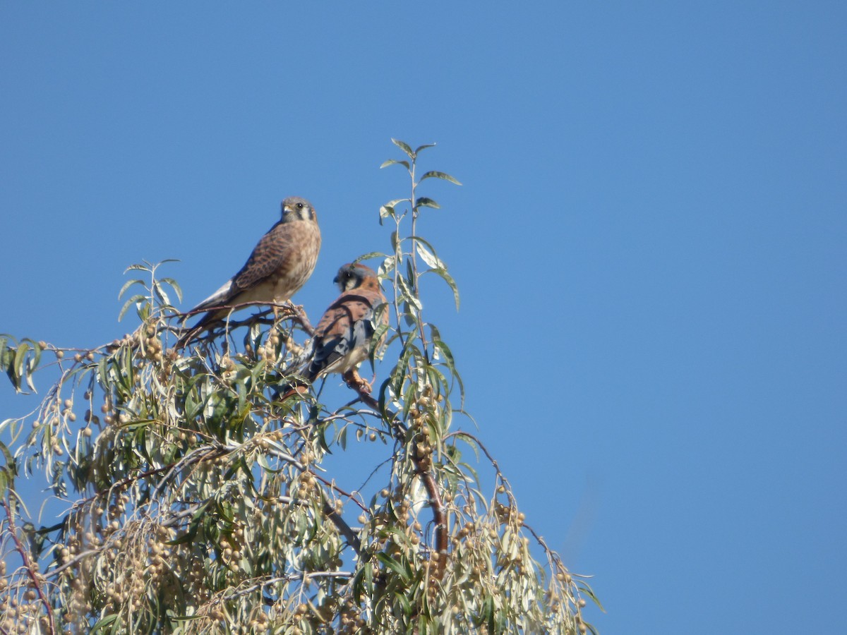 American Kestrel - ML609610998